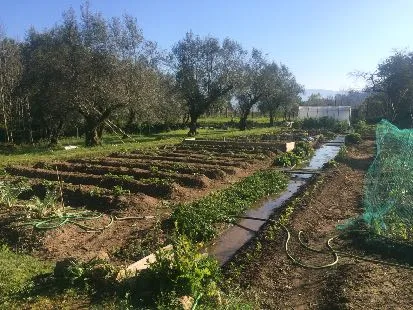 Rows of the organic vegetable garden among olive trees